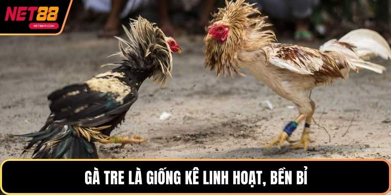 Gà tre là giống kê linh hoạt, bền bỉ